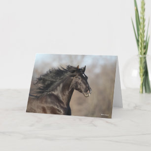 Black Andalucian Headshot Mane Flowing Kort