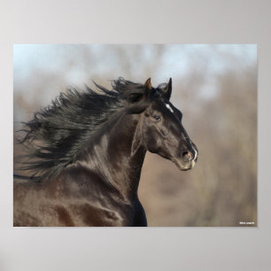 Black Andalucian Headshot Mane Flowing Poster