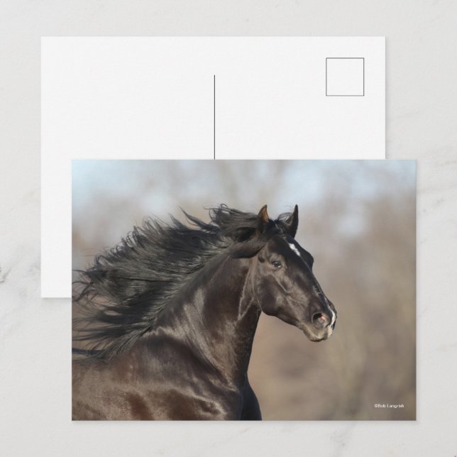 Black Andalucian Headshot Mane Flowing Vykort (Fram/baksida)