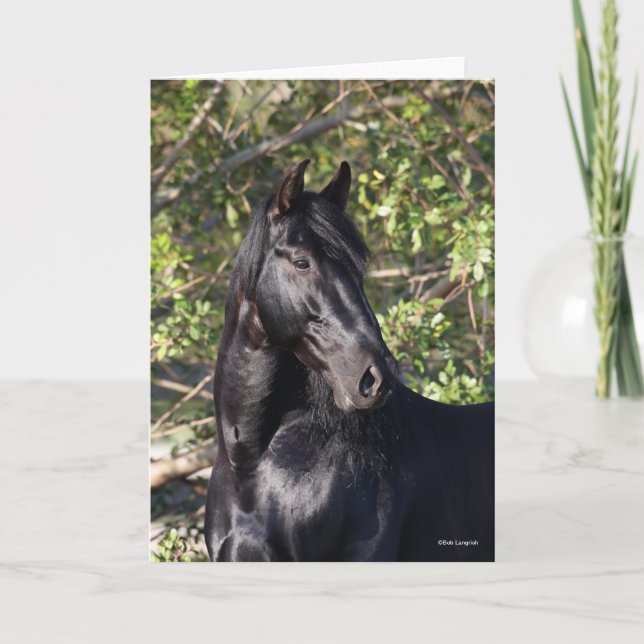 Black Andalucian Horse Ställande hörsel Kort (Framsida)
