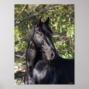 Black Andalucian Horse Ställande hörsel Poster