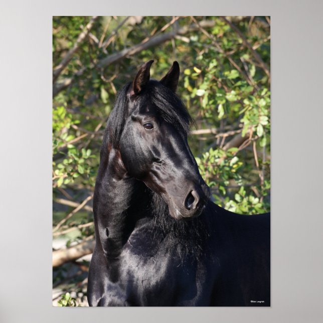 Black Andalucian Horse Ställande hörsel Poster (Framsidan)