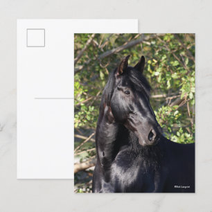 Black Andalucian Horse Ställande hörsel Vykort
