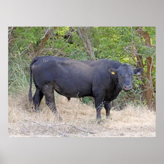 Black Angus Bull Poster (Framsidan)