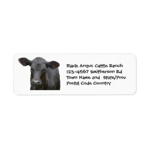 Black Angus Cattle Farm eller Ranch Sticker Returadress Etikett