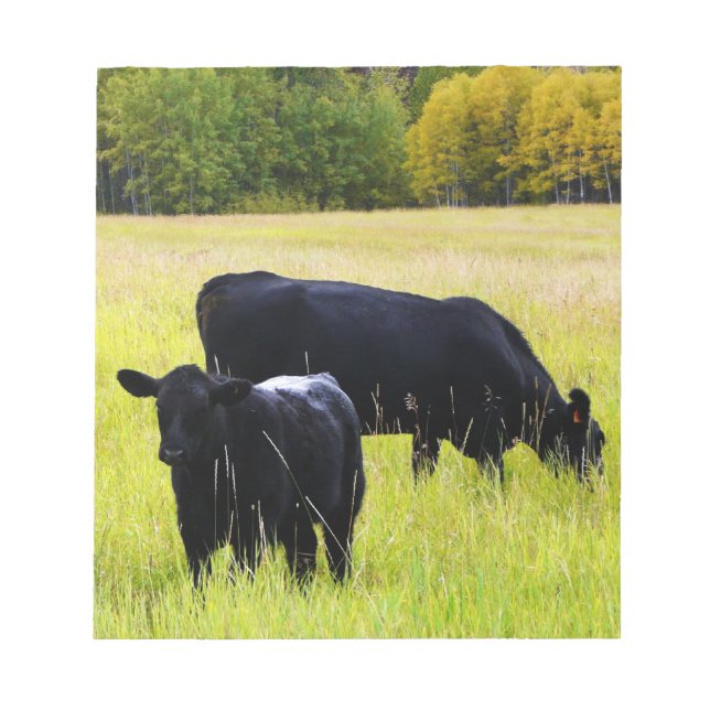 Black Angus Cattle Grazing in Gult Grass Fält Anteckningsblock (Framsida)