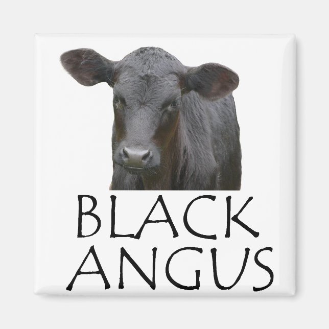 Black Angus Cow Magnet (Framsidan)