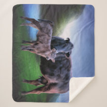 Black Angus Cow och Calf