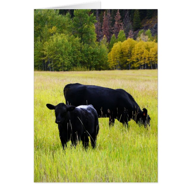 Black Angus Cows på Gult Grass Rural Scene Hälsningskort (Framsidan)
