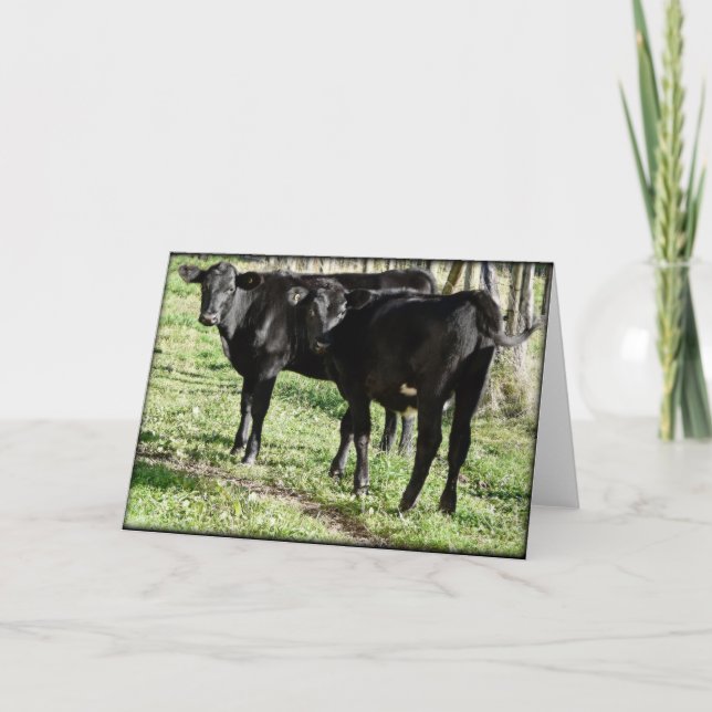 Black Angus Heifer Calves Kort (Framsida)