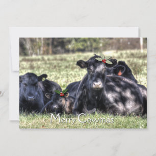Black Angus Holly Merry Cowmas Hälsning Julkort