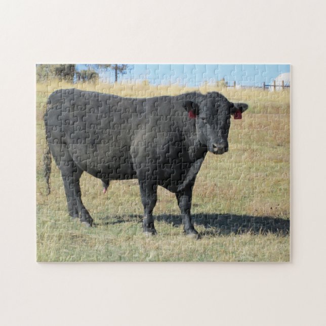 Black Angus på pasture Pussel (Horisontell)