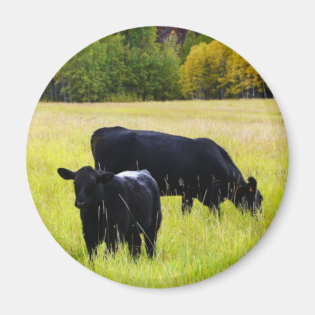 Black Angus Pair i Fält Magnet (Framsidan)