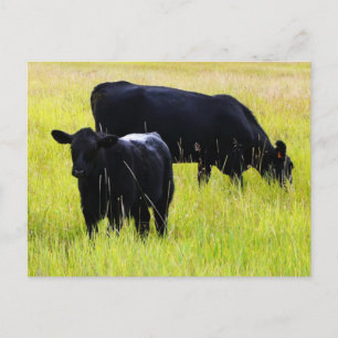 Black Angus Pair i Fält Vykort