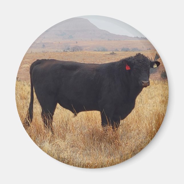 Black Angus Steer Grazing with its Herd Magnet (Framsidan)