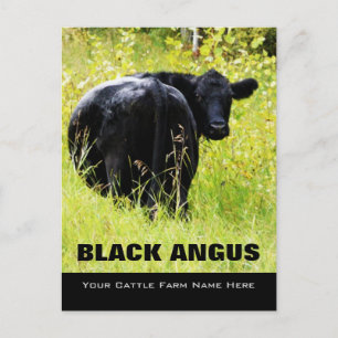 Black Angus Steer - lägg till din boskapsranch Nam Vykort