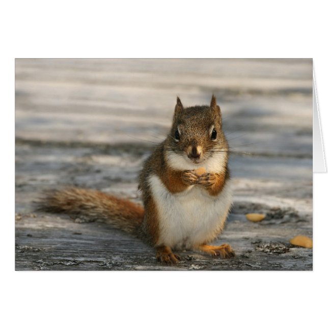 Black Anka Cove OBS Kort (Framsidan Horizontal)