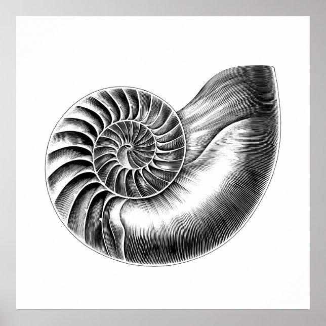 Black Antique Nautilus Scientific Illustration Poster (Framsidan)