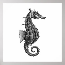 Black Antique Seahorse Scientific Illustration Poster