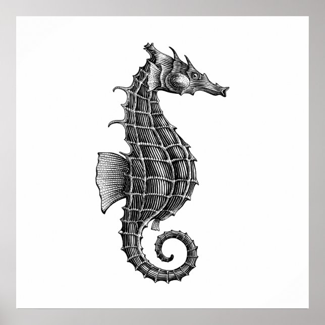 Black Antique Seahorse Scientific Illustration Poster (Framsidan)