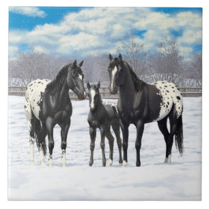 Black Appaloosa-hästar i Snö Kakelplatta