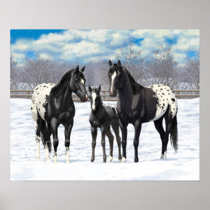 Black Appaloosa-hästar i Snö Poster