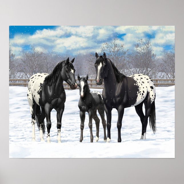 Black Appaloosa-hästar i Snö Poster (Framsidan)