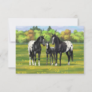 Black Appaloosa-hästar på sommarbetesgång Inbjudningar