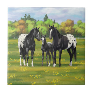 Black Appaloosa-hästar på sommarbetesgång Kakelplatta