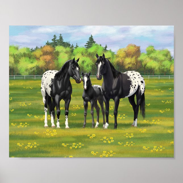 Black Appaloosa-hästar på sommarbetesgång Poster (Framsidan)