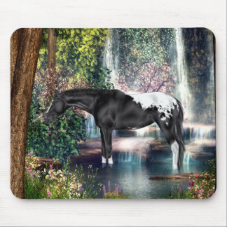Black Appaloosa Horse Waterfall Background Musmatta