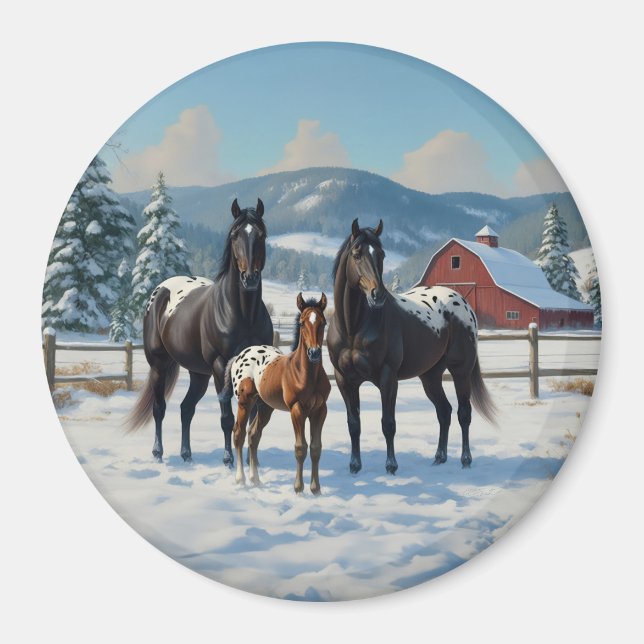 Black Appaloosa Horses on a Farm in Winter Magnet (Framsidan)