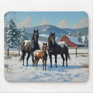 Black Appaloosa Horses on a Farm in Winter Musmatta