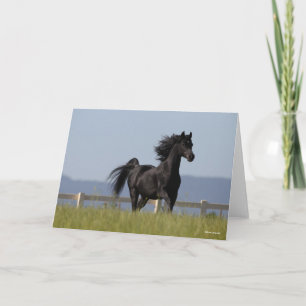 Black Arab Stallion Running Mane Flowing Kort