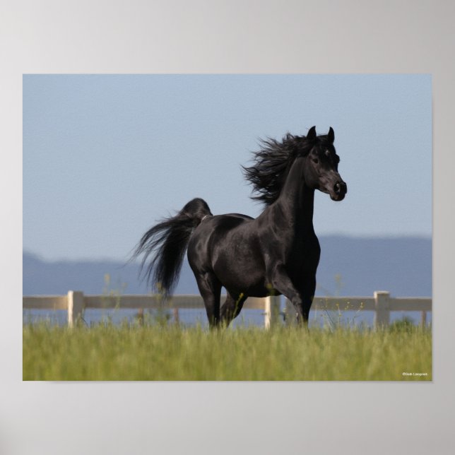 Black Arab Stallion Running Mane Flowing Poster (Framsidan)