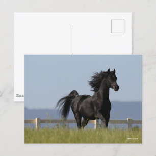 Black Arab Stallion Running Mane Flowing Vykort
