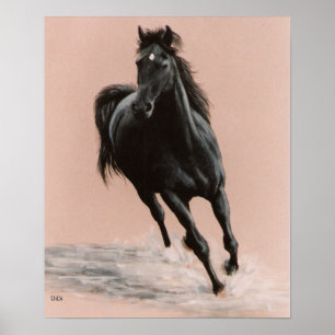 Black Arabian Horse print Poster