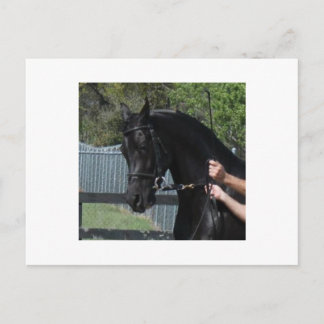Black Arabian Sport Horse in Hand Postcards Vykort