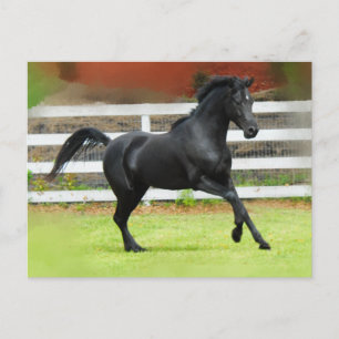 Black Arabian Stallion Vykort