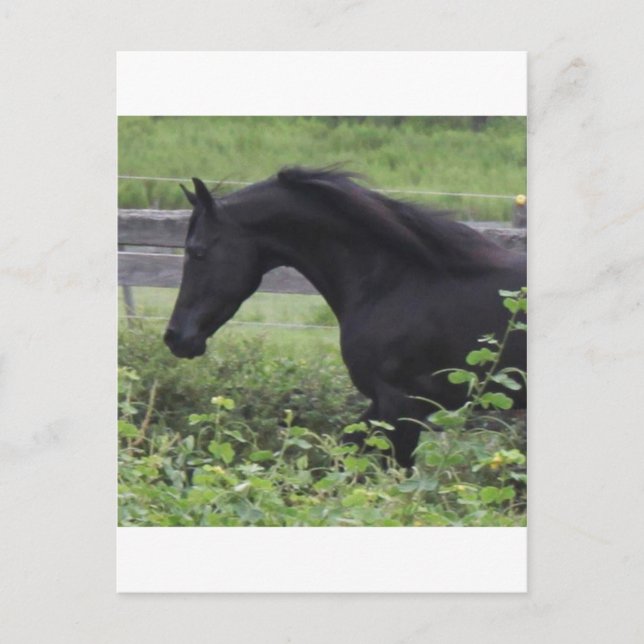 Black Arabian Stallion Vykort (Framsida)