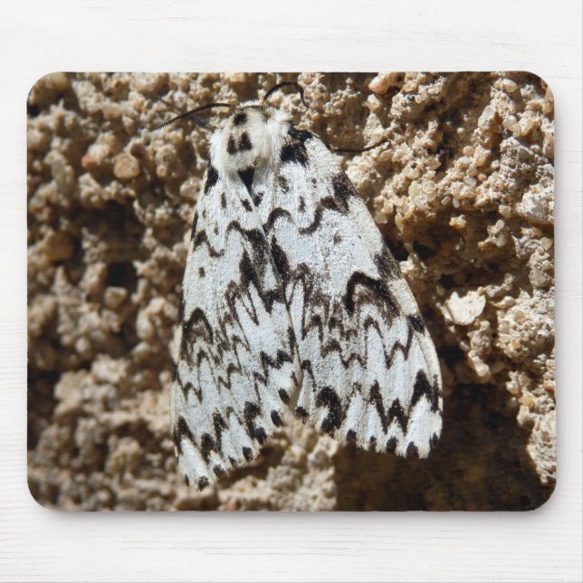 Black Arches Moth-Musmattan Musmatta (Framsidan)