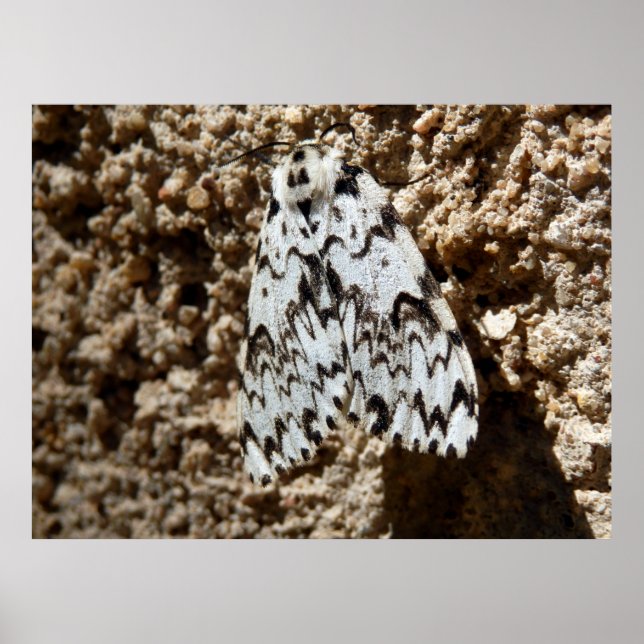 Black Arches Moth Poster (Framsidan)