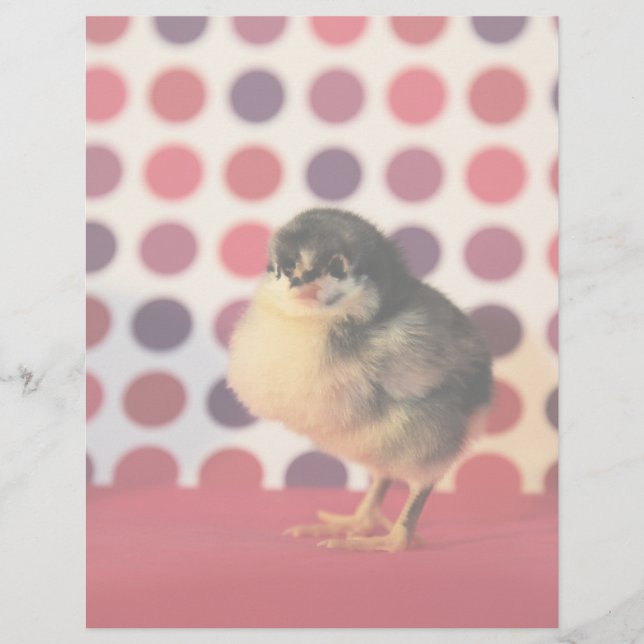 Black Astralorp Chick (Framsida)