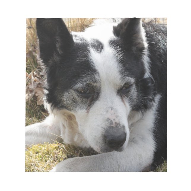 Black Australian Cattle Hund Anteckningsblock (Framsida)