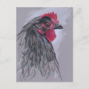 Black Australorp Hen Vykort