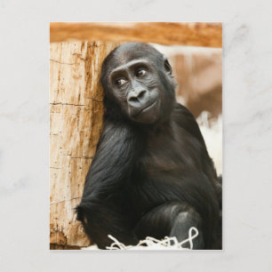 Black Baby Monkey Vykort