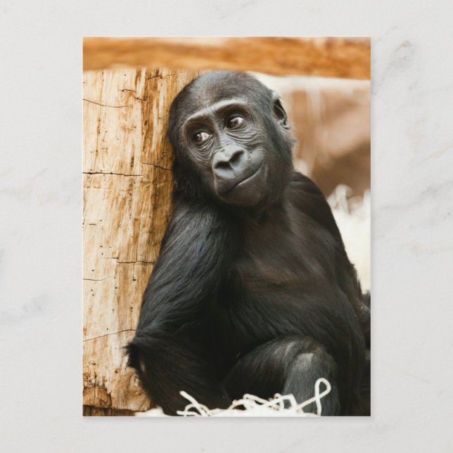 Black Baby Monkey Vykort (Framsida)