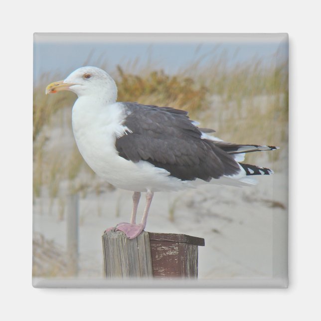 Black BackBacked Gull Fiskmås-serien Magnet (Framsidan)
