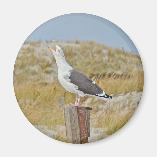 Black BackBacked Gull Fiskmås-serien Magnet (Framsidan)