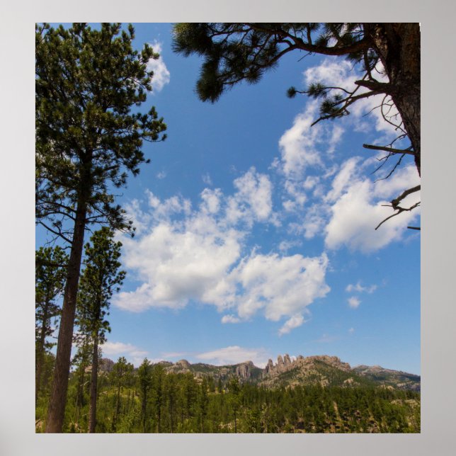 Black Backe Framed by Träd, South Dakota Poster (Framsidan)